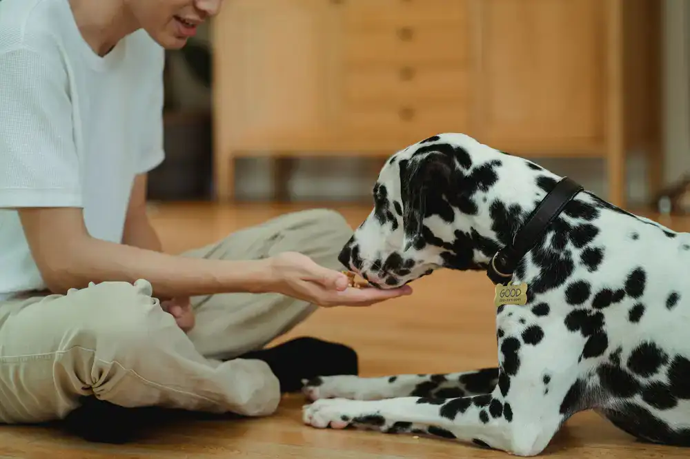 Owner rewarding their dog during a beginner foundations class