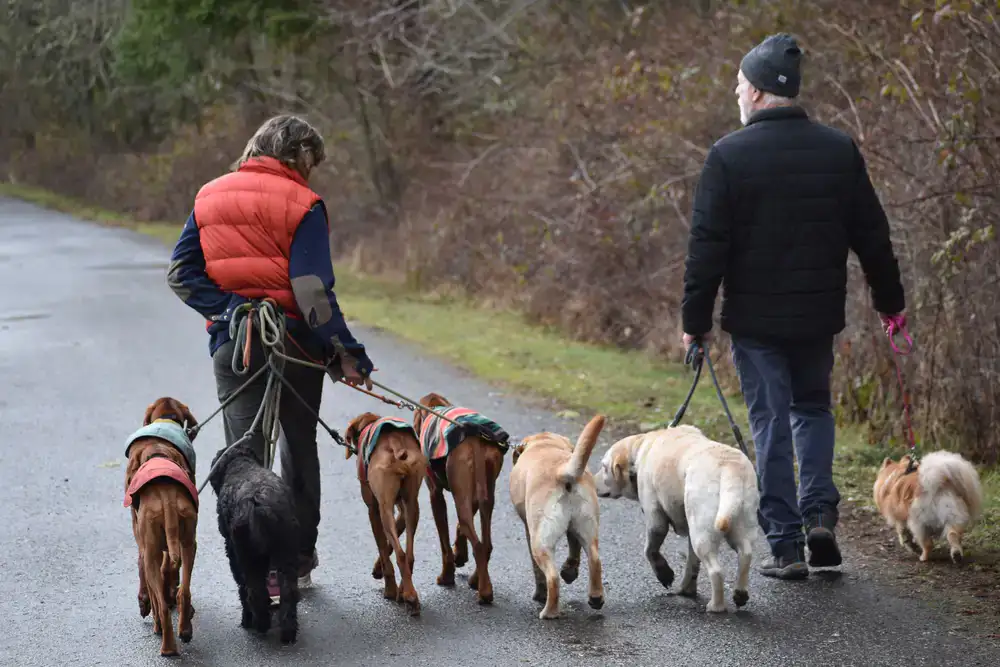 Advanced dog training outdoors navigating complex distractions