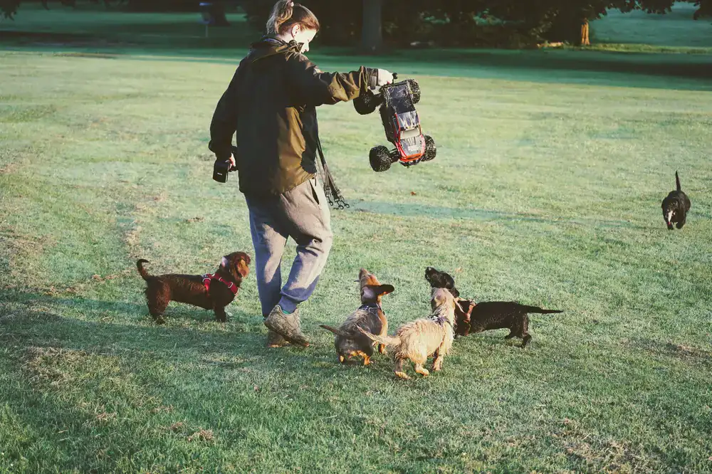 A diverse group of dogs and their owners practicing focused training in a sunny field