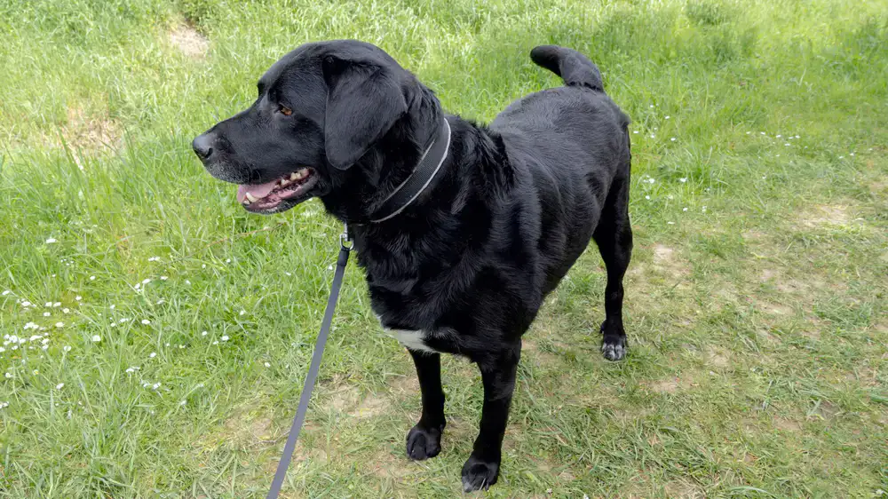 Dog walking calmly on a leash