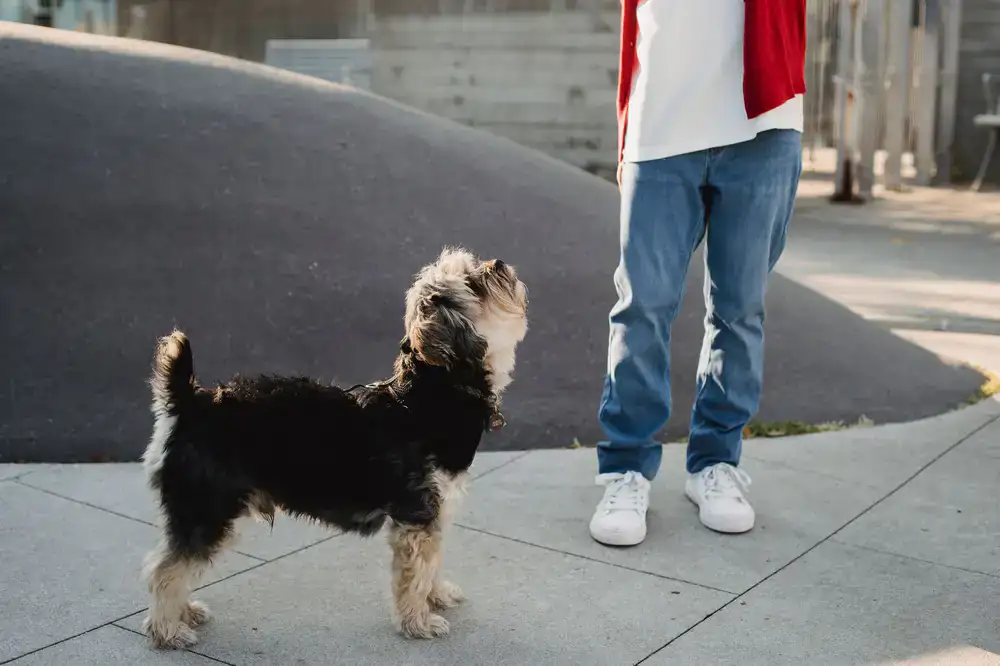 Dog paying close attention to owner during private session