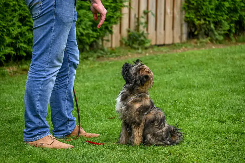 Group of dog owners practicing commands in a line