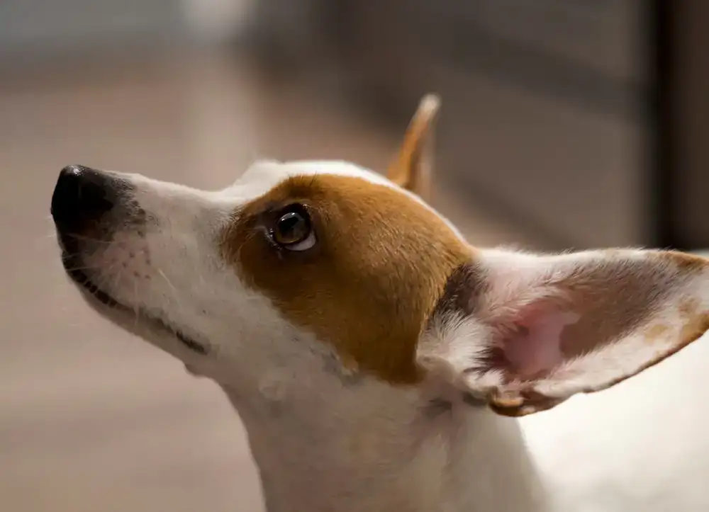 Dog listening to trainer during a class