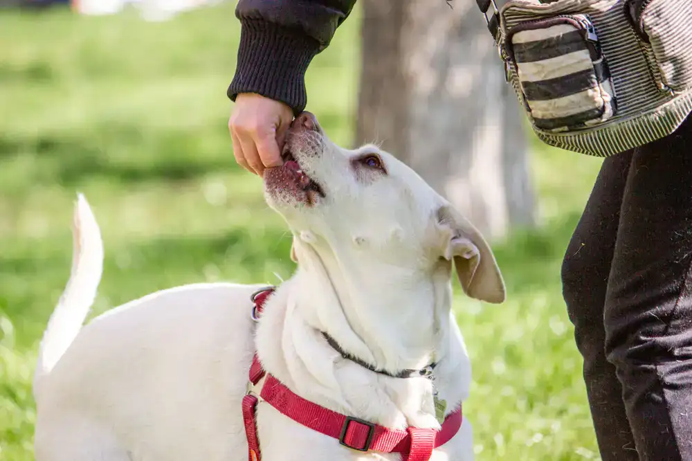 Trainer positively rewarding a dog in an open field