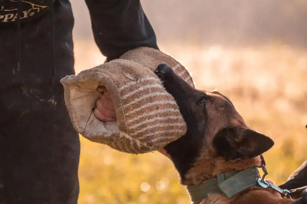 Trainer working individually with a dog outdoors