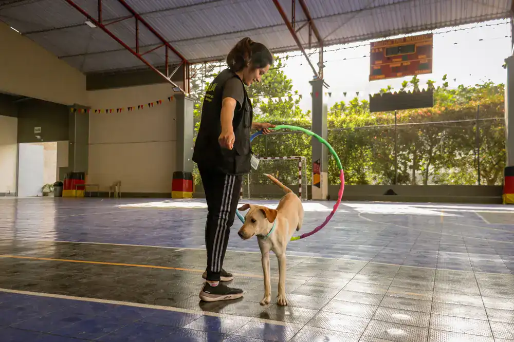 Trainer demonstrating a technique directly to an owner and dog