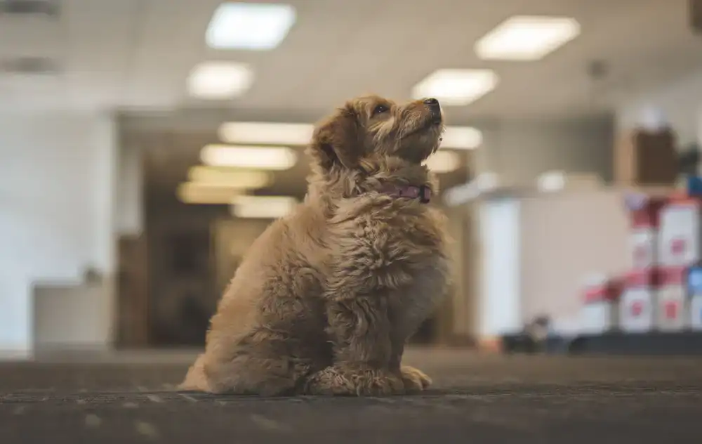A young puppy sitting attentively looking up at a trainer