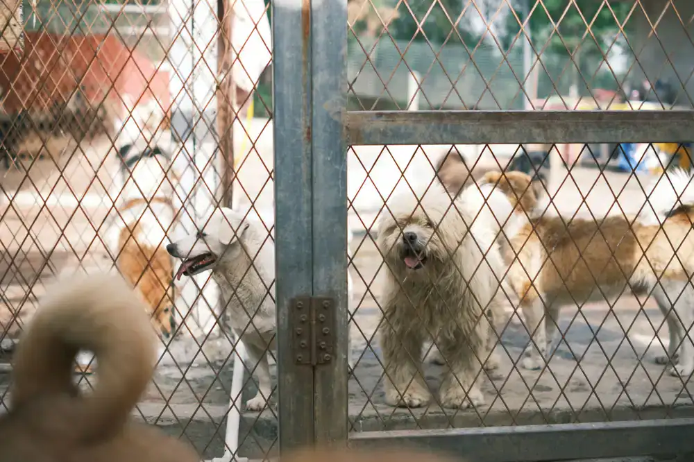 Puppies interacting safely in a supervised environment