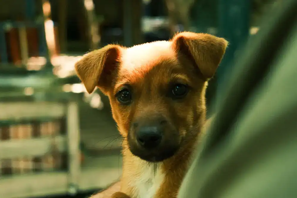 Puppy maintaining eye contact with owner outdoors