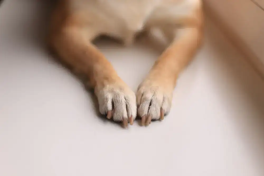 Trainer gently examining a calm puppy's paws
