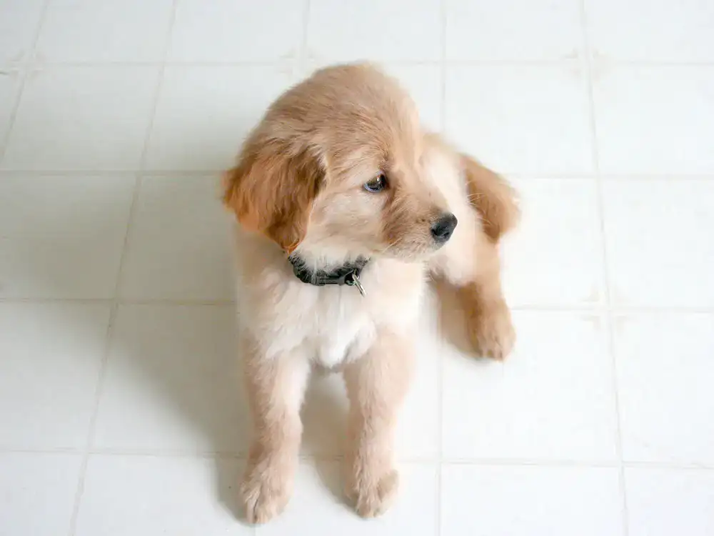 Puppy successfully learning to sit and stay