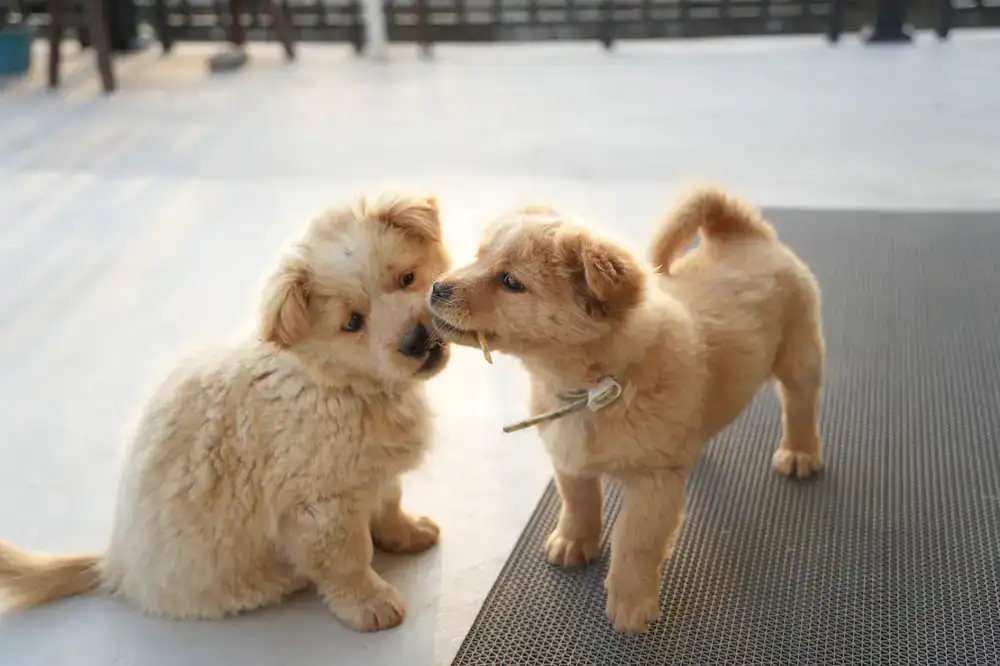 Two puppies interacting playfully under careful trainer supervision